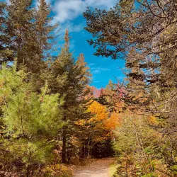 Bangor City Forest - Bangor