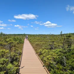 Bangor City Forest - Bangor