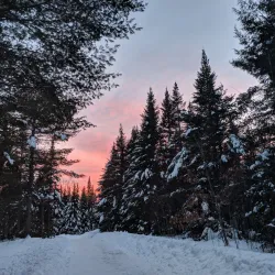 Bangor City Forest - Bangor