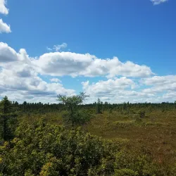 Bangor City Forest - Bangor