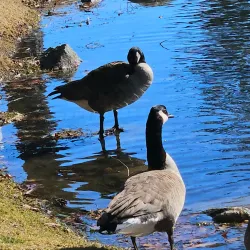 Mount Hope Cemetery - Bangor