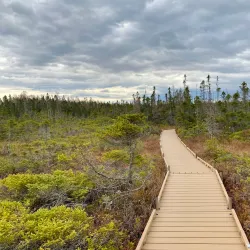 Orono Bog Boardwalk - Bangor