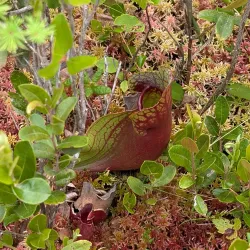 Orono Bog Boardwalk - Bangor
