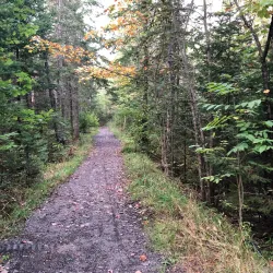 Orono Bog Boardwalk - Bangor