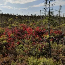 Orono Bog Boardwalk - Bangor