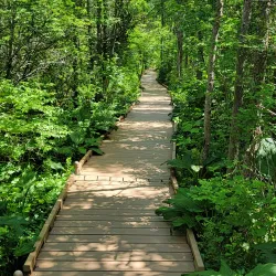 Orono Bog Boardwalk - Bangor