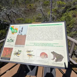 Orono Bog Boardwalk - Bangor