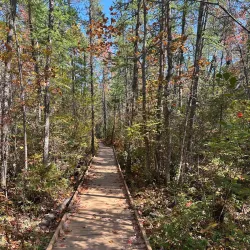 Orono Bog Boardwalk - Bangor