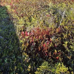 Orono Bog Boardwalk - Bangor
