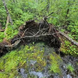Orono Bog Boardwalk - Bangor