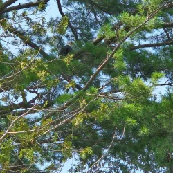 Belfast City Park - Belfast