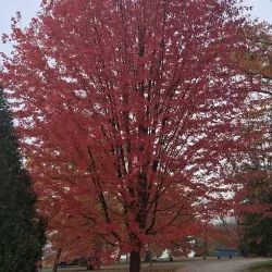 Thompson Park - Belfast