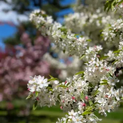 Thompson Park - Belfast
