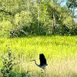 Brunswick Waterfront Park - Brunswick