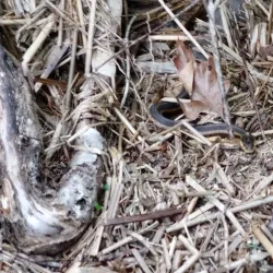 Brunswick Waterfront Park - Brunswick