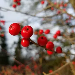 Harpswell Heritage Land Trust Trails - Brunswick