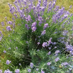 Eliot Memorial Park - Eliot