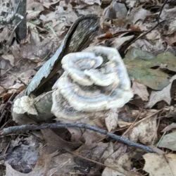 Piscataqua River Trail - Eliot