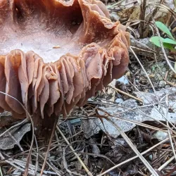 Piscataqua River Trail - Eliot