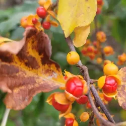 Piscataqua River Trail - Eliot