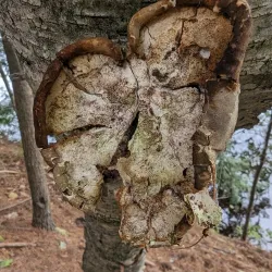 Piscataqua River Trail - Eliot