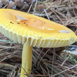 Piscataqua River Trail - Eliot