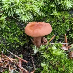 Piscataqua River Trail - Eliot