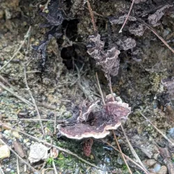 Piscataqua River Trail - Eliot