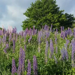 Ellsworth Waterfront Park - Ellsworth