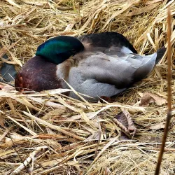 Ellsworth Waterfront Park - Ellsworth