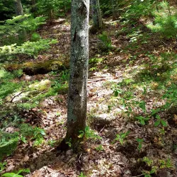 Woodlawn Museum Gardens - Ellsworth