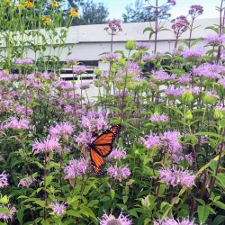 Wells Reserve at Laudholm - Ogunquit