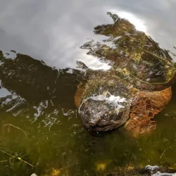 Hinckley Park - South Portland