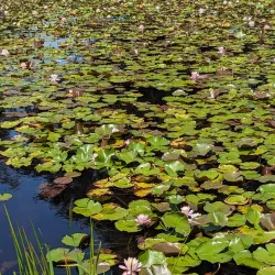 Mill Creek Park - South Portland