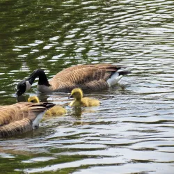 Mill Creek Park - South Portland