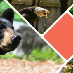 Maine Wildlife Park - Topsham