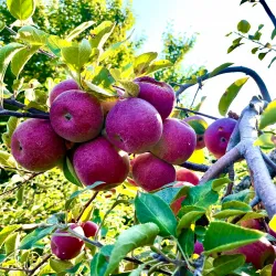 Local Farms and Orchards - Whitefield