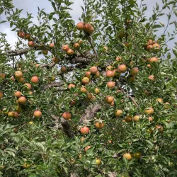 Local Farms and Orchards - Whitefield