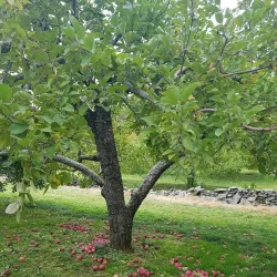 Local Farms and Orchards - Whitefield