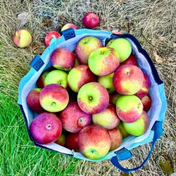 Local Farms and Orchards - Whitefield