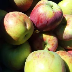 Local Farms and Orchards - Whitefield