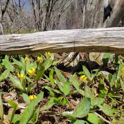 Sheepscot Valley Conservation Area - Whitefield