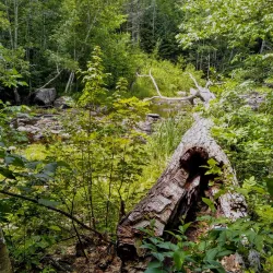 Sheepscot Valley Conservation Area - Whitefield