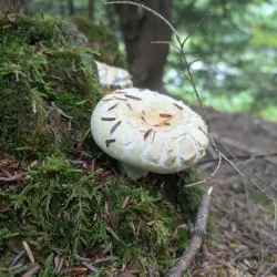 Sheepscot Valley Conservation Area - Whitefield