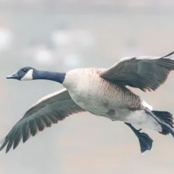 Bynum Run Park - Abingdon