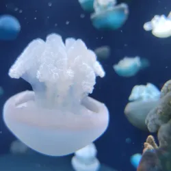 National Aquarium - Baltimore