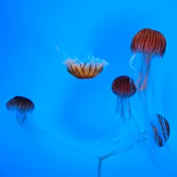National Aquarium - Baltimore