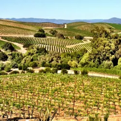 Napa Valley - California