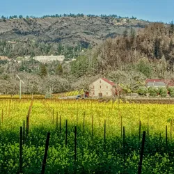 Napa Valley - California
