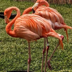 San Diego Zoo - California